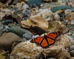 Monarch Butterfly on Rock