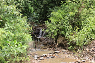 Fototapeta premium green grass in the garden near to the stream
