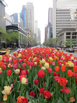 tulips on Chicagos Michigan Avenue, Illinois, USA