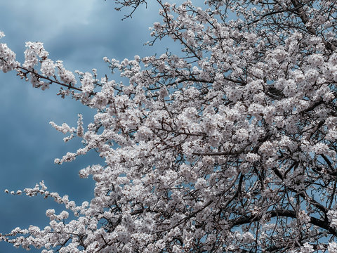 Incredible cherry blossom and in the background a cloudy blue sky. Natural background.
