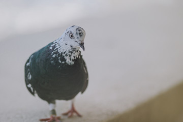 Beautiful dark pigeon on the balcony