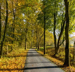 Fototapeta na wymiar Bicycle track in the Madestein park in The Hague in autumn