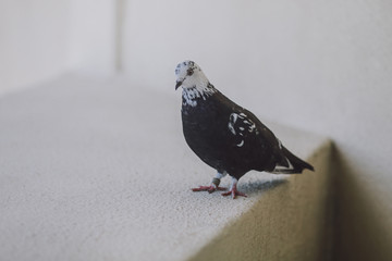 Beautiful dark pigeon on the balcony