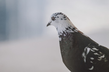 Beautiful dark pigeon on the balcony