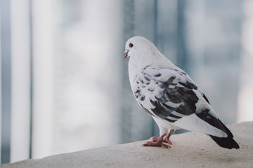Beautiful white pigeon on the balcony