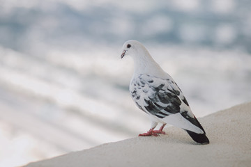 Beautiful white pigeon on the balcony