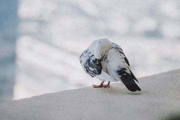 Beautiful white pigeon on the balcony