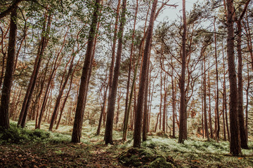 Nadelbaumwald mit Pinien, Kiefern und Blaubeeren
