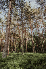 Fototapeta premium Nadelbaumwald mit Pinien, Kiefern und Blaubeeren