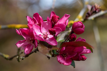 Fototapete bei efototapeten.de bestellen   