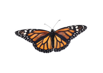 Fototapeta na wymiar Beautiful fragile monarch butterfly isolated on white