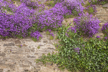 A stone wall dripping with purple campanula flowers