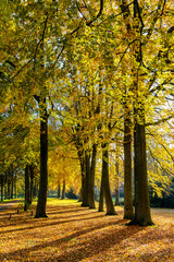 Autumn colours in the Steenvoorde park in Rijswijk/The Hague #3