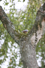 Vogel in Baumwipfel mit Nuss im Schnabel