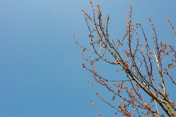 Obraz premium tree branches against blue sky
