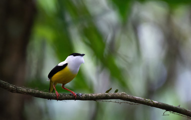 Obraz premium Courting Male White-collared Manakin with throat puffed out