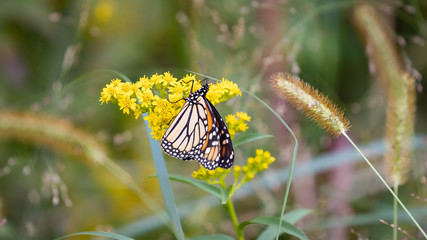 Fototapeta na wymiar butterfly on a yellow flower