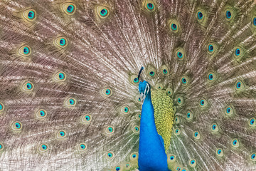 Obraz premium peacock with its magnificent tail opened wide
