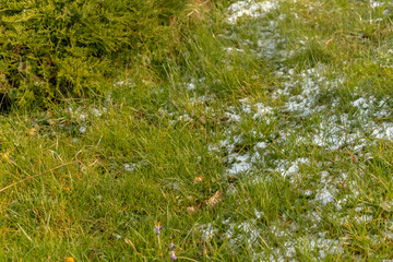 early spring in the spring forest