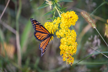 butterfly on a yellow flower