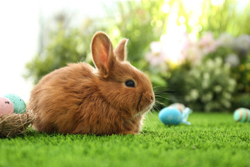 Adorable fluffy bunny and Easter eggs on green grass