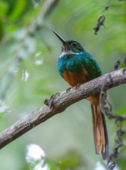Rufous-tailed Jacamar humming bird roosting on fiberous brown stem