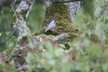 Vogel in Baumwipfel mit Nuss im Schnabel