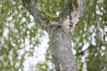 Vogel in Baumwipfel mit Nuss im Schnabel
