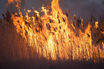 Burning reeds. The concept of forest fires or careless handling of fire in nature.