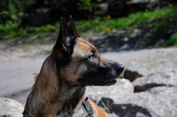 portrait von einem belgischen schäferhund malinois im sommer unter freiem himmel