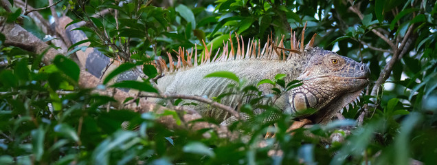 Brown scaly Green Iguana emerges from dense jungle foliage - 337838434