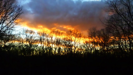 Orange  sunset sky over tree line silhouette