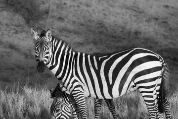 Fototapeta na wymiar Black & white full body side shot of zebra with head turned looking directly at the camera. Taken in Lewa Conservatory, Kenya, South Africa.