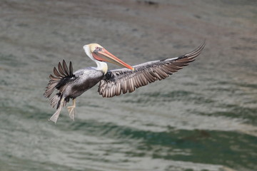 Brown Pelican in flight