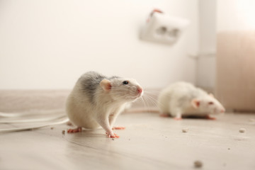 White rats on floor indoors. Pest control