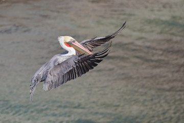 Brown Pelican in flight