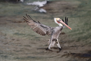 Brown Pelican in flight