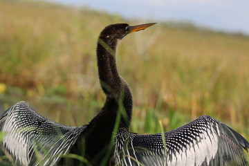 an anhinga out in the swamp