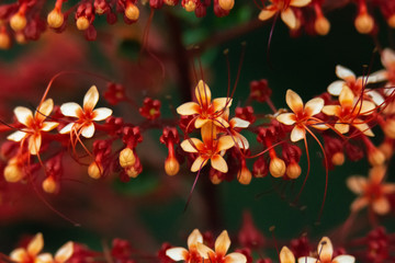 Pale yellow blossoms stand out against dark red stems