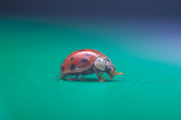 Chinese ladybug, insect, animal walking on green ground, macro, close-up