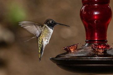 hummingbird in flight
