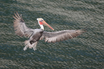 Brown Pelican in flight