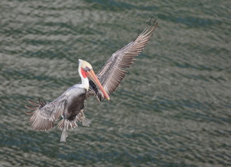 Brown Pelican in flight
