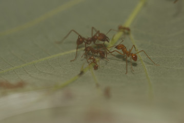 Kasten von Atta cephalotes