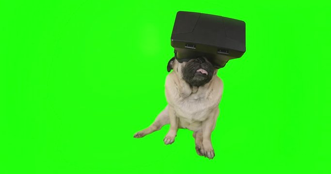 Funny cute pug dog using a virtual reality headset. Pug dog wearing virtual reality glasses. Pet in VR gadget. Green screen