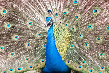 Obraz premium peacock with its magnificent tail opened wide