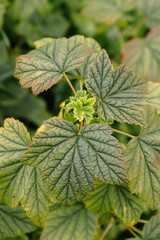 Black currant bush without berries. Healthy plant with beautiful leaves in a well-kept garden.