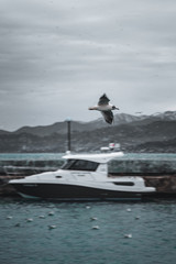 seagull flying on the background of the boat