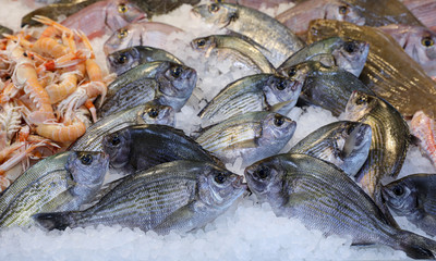 Fresh raw white seabream or Diplodus sargus on the counter at the fish market in Athens on April.