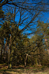 Spring tree on blue sky